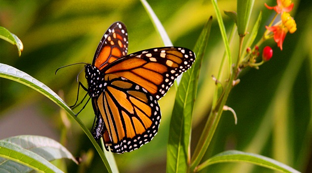 Photo of Birsen İsmine Özel Şiir
