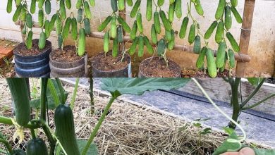 Photo of Bahçenizdeki her salatalık için sadece bir çorba kaşığı