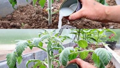 Photo of Saksıda domates yetiştirmek