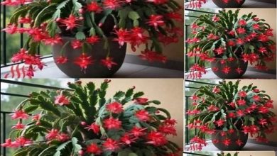 Photo of Yılbaşı Çiçeği Uzun süre dayanabilmesi için